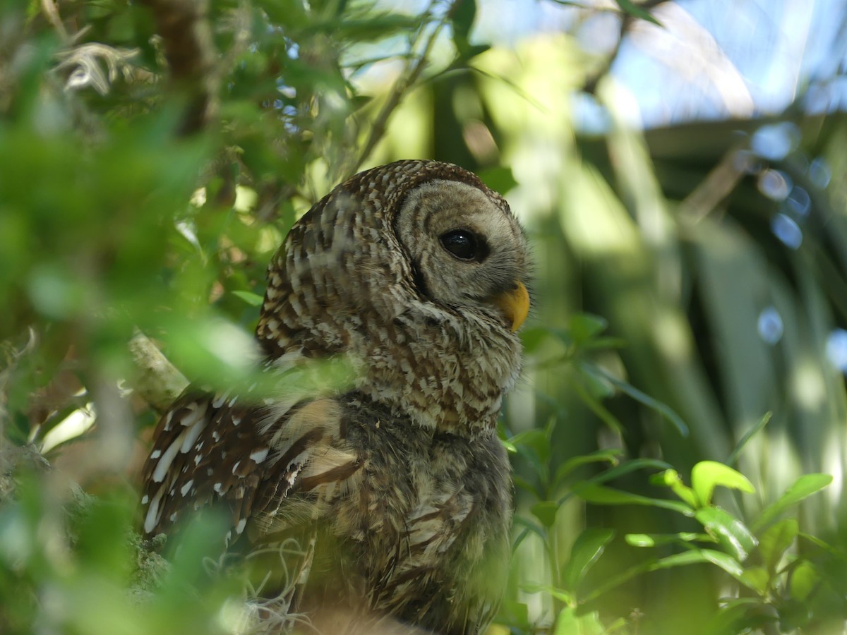 Barred Owl - ML644005421