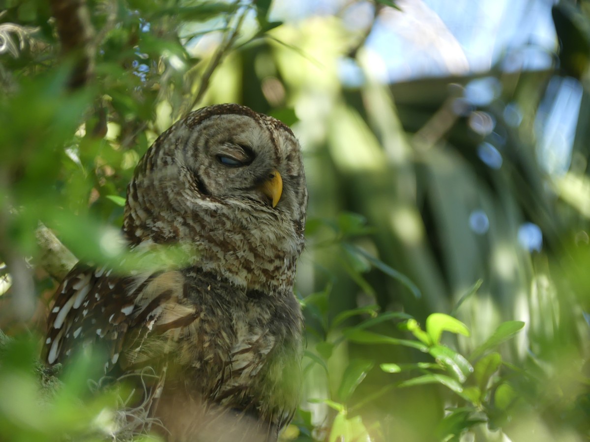Barred Owl - ML644005423