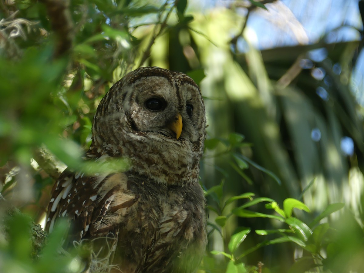 Barred Owl - ML644005424