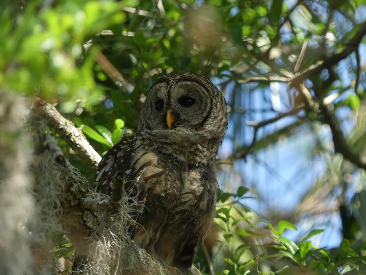 Barred Owl - ML644005425