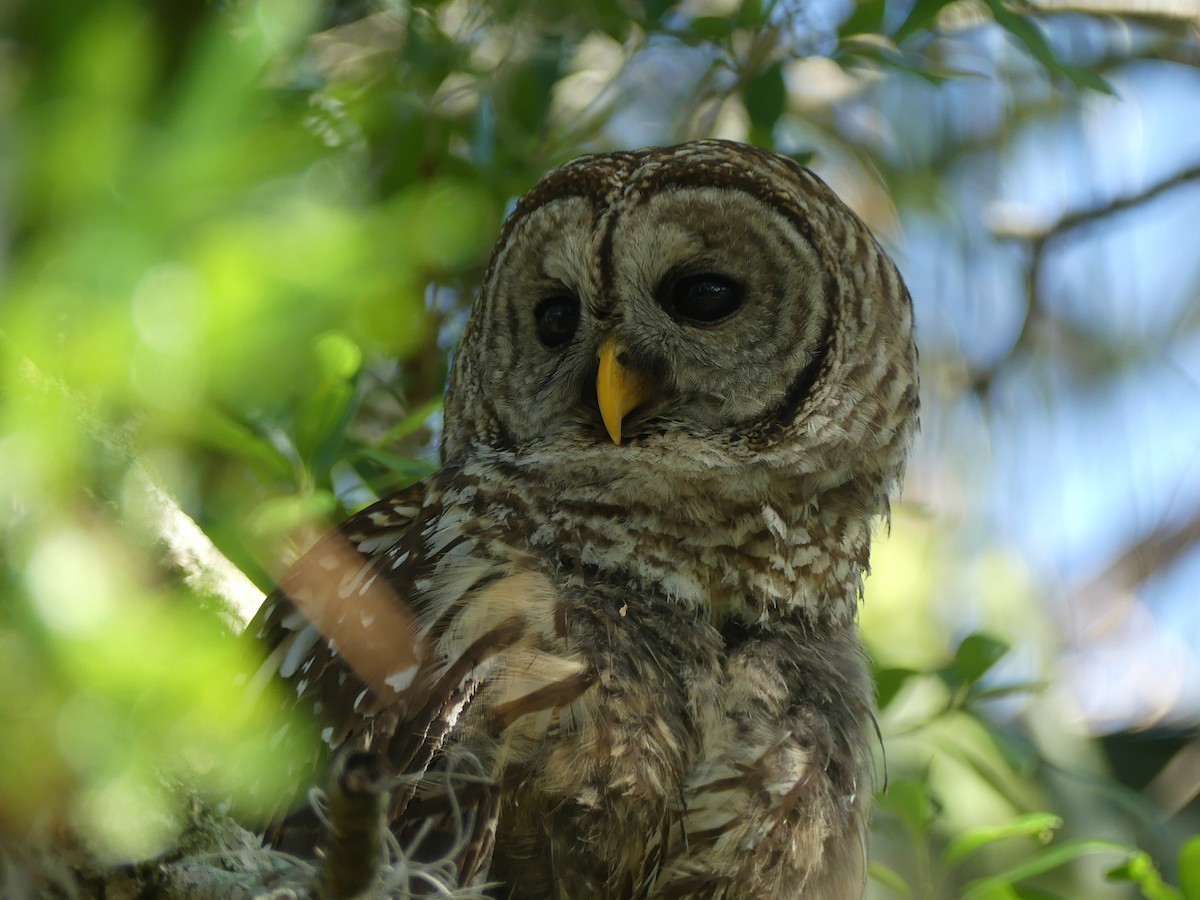 Barred Owl - ML644005426