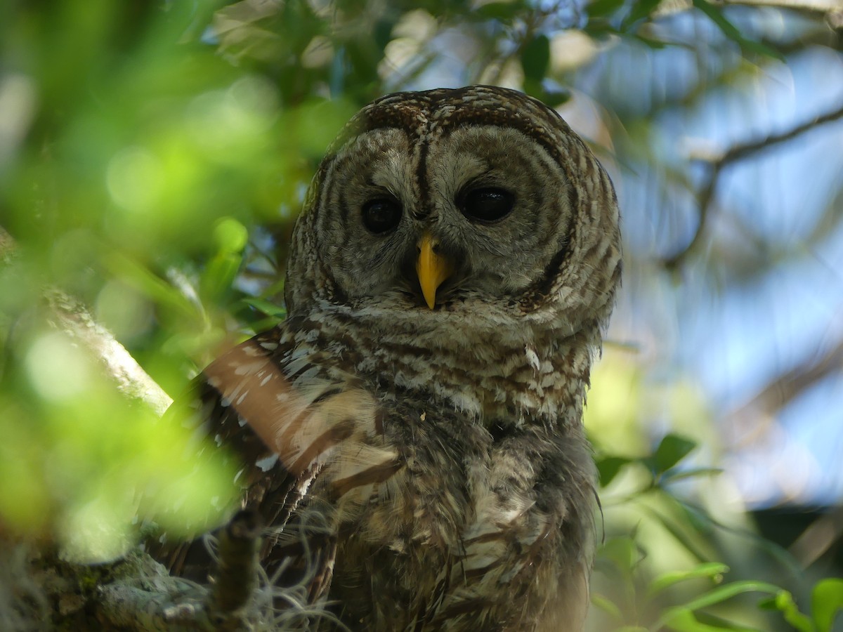 Barred Owl - ML644005427