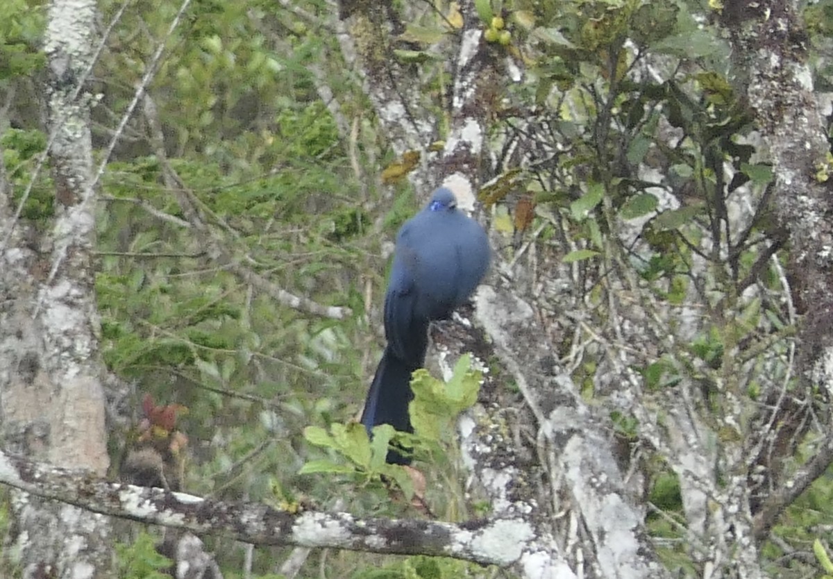 Blue Coua - ML644005441