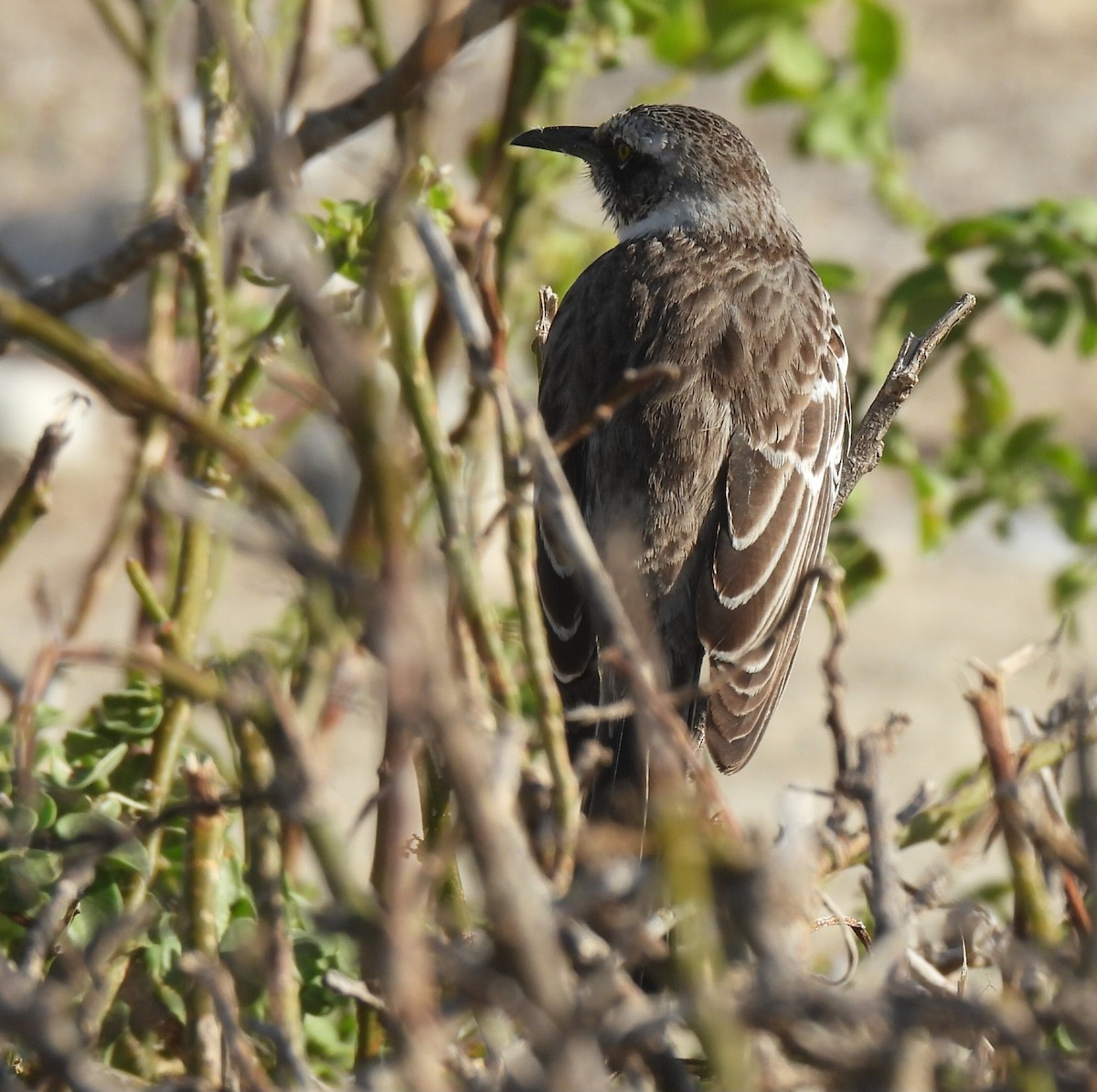 Galapagos Mockingbird - ML644005442