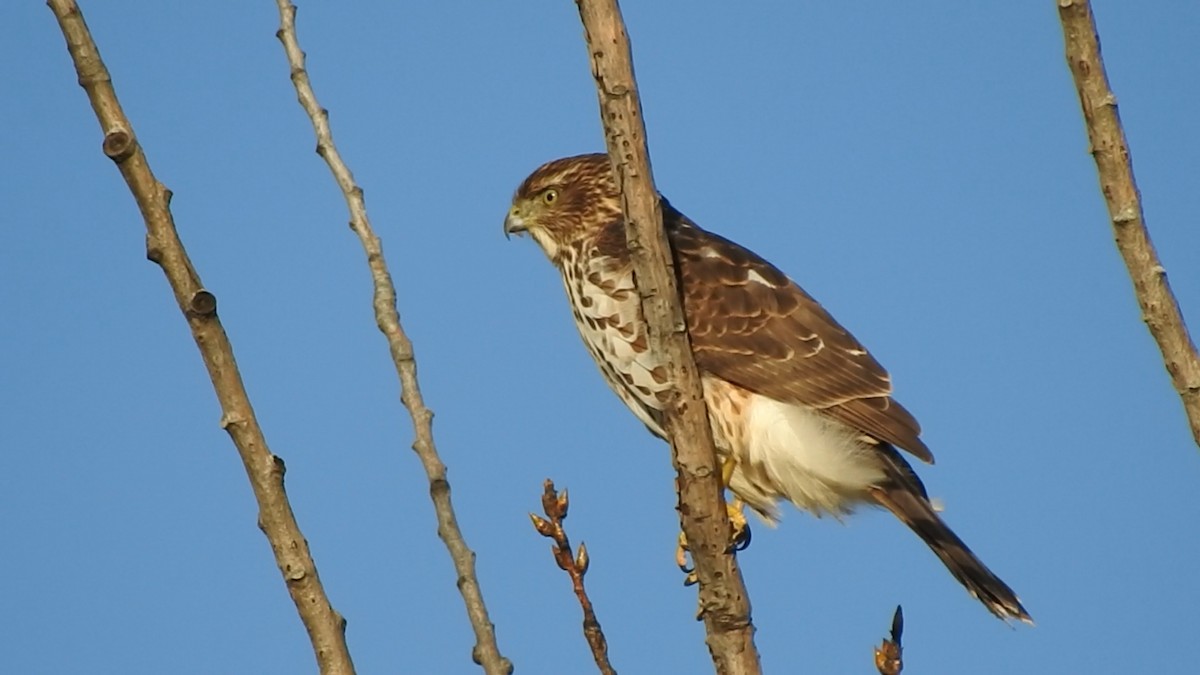 Cooper's Hawk - ML644005449