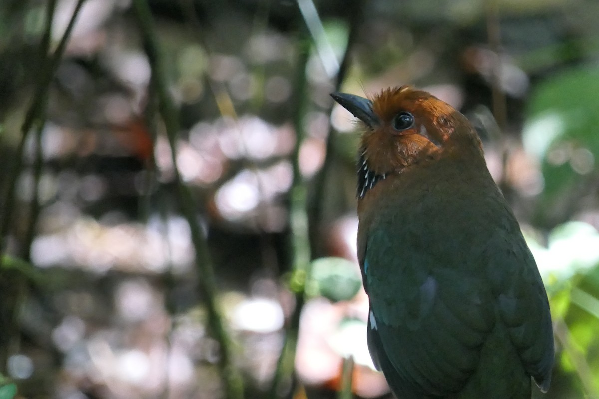 Rufous-headed Ground-Roller - ML644005451