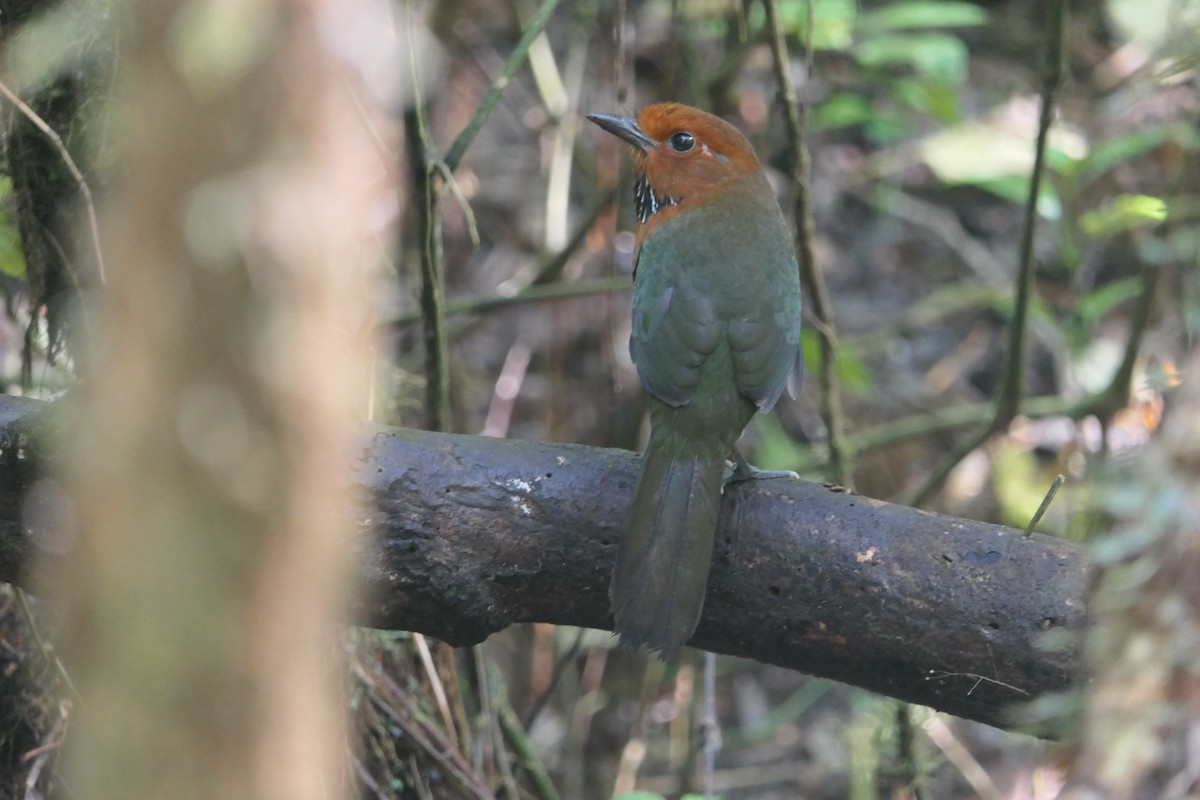 Rufous-headed Ground-Roller - ML644005452