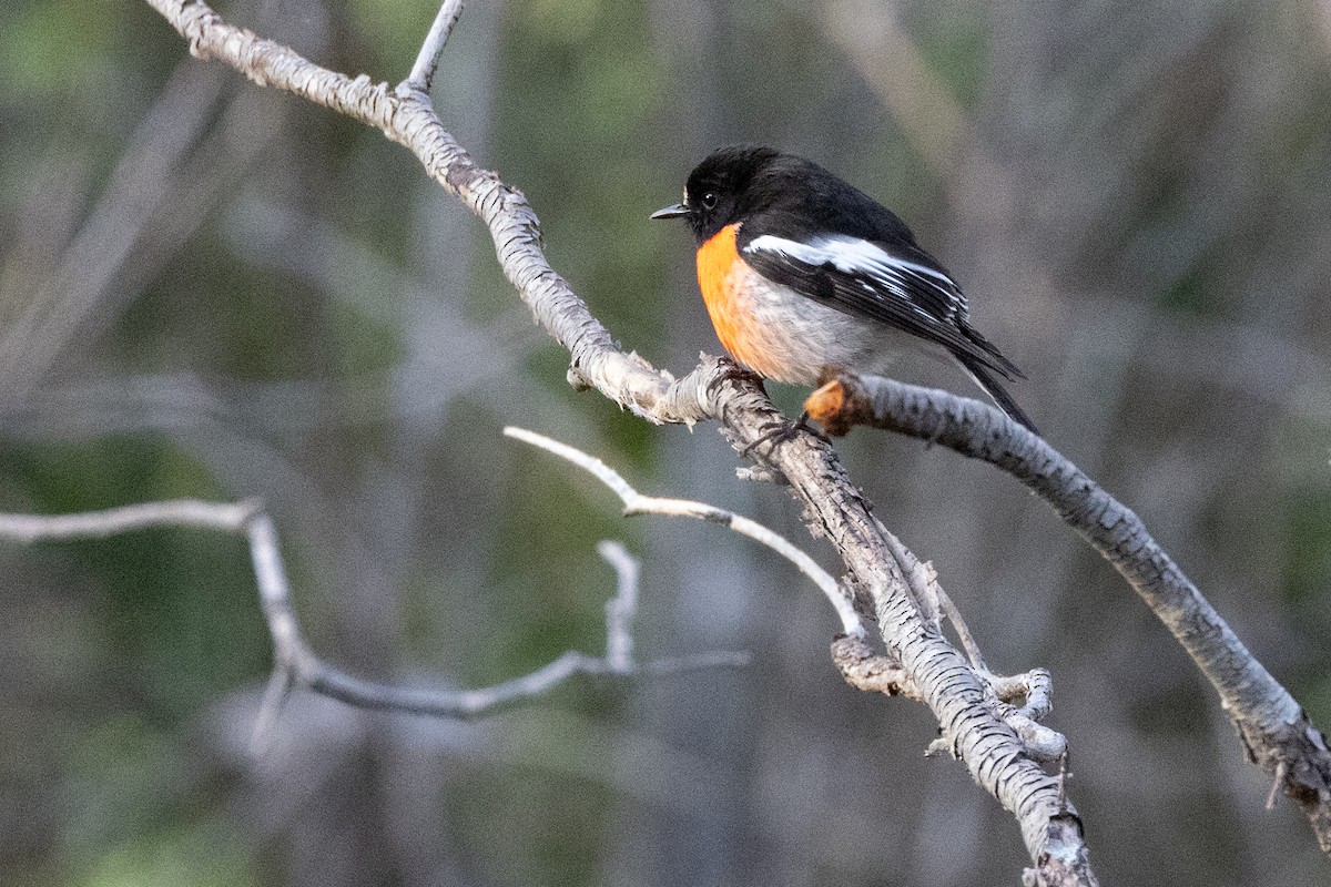 Scarlet Robin - ML644005454