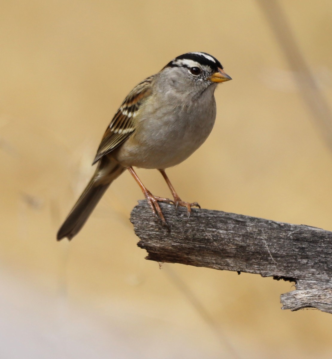 White-crowned Sparrow - ML644005455