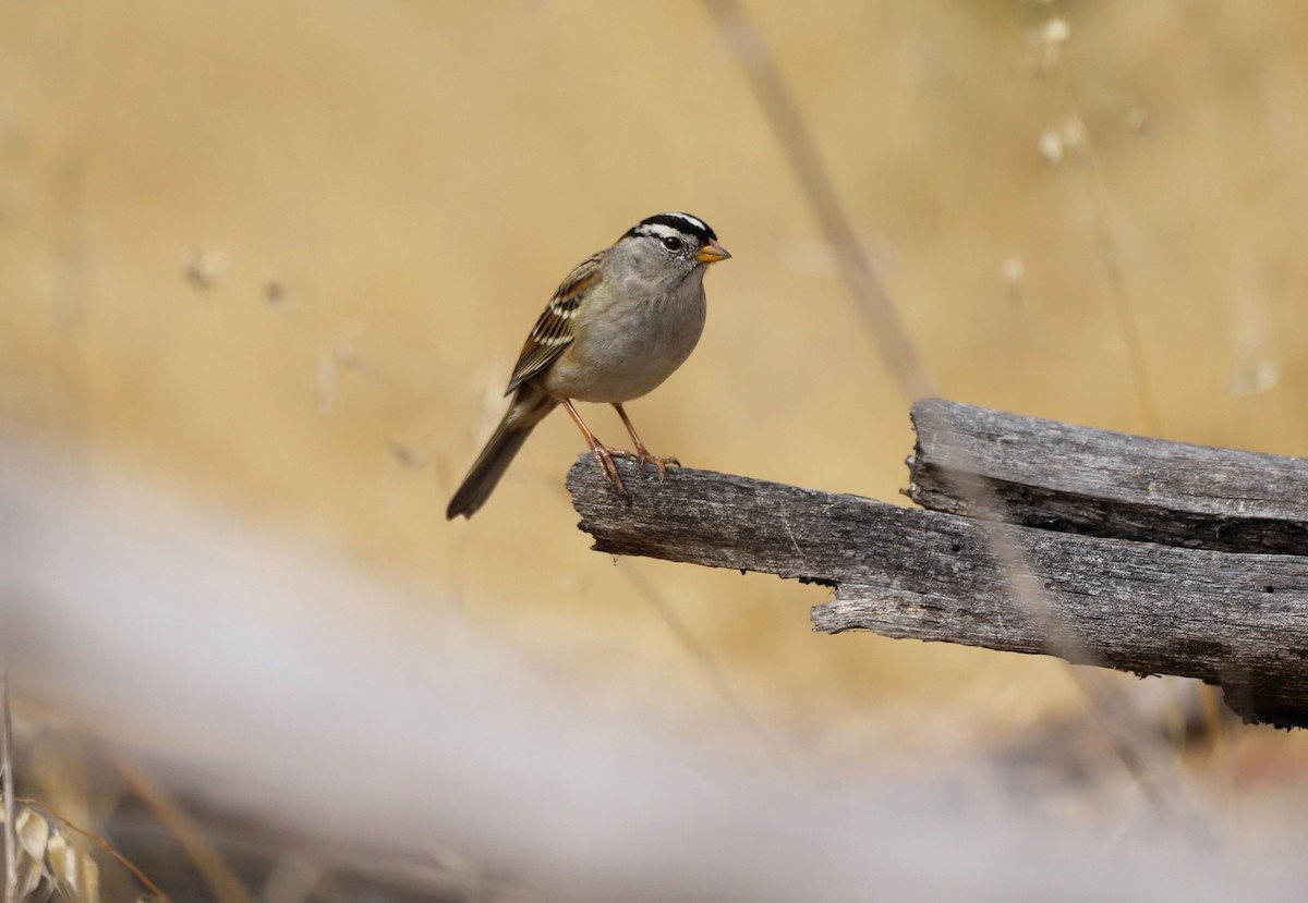 White-crowned Sparrow - ML644005456