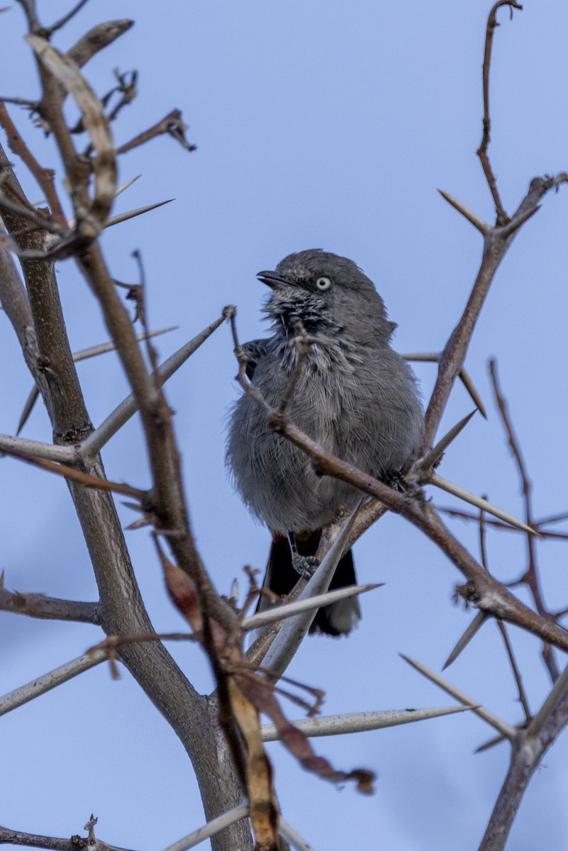 Chestnut-vented Warbler - ML644005462