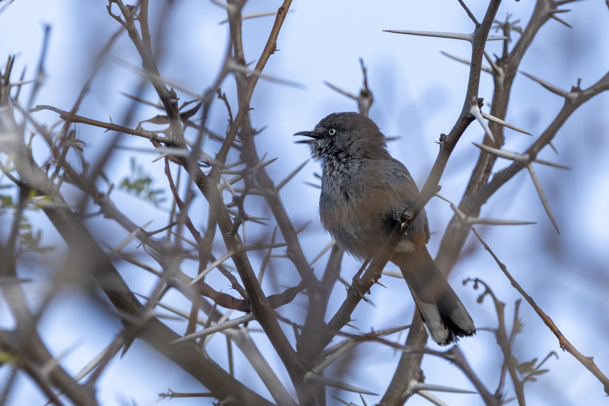 Chestnut-vented Warbler - ML644005463