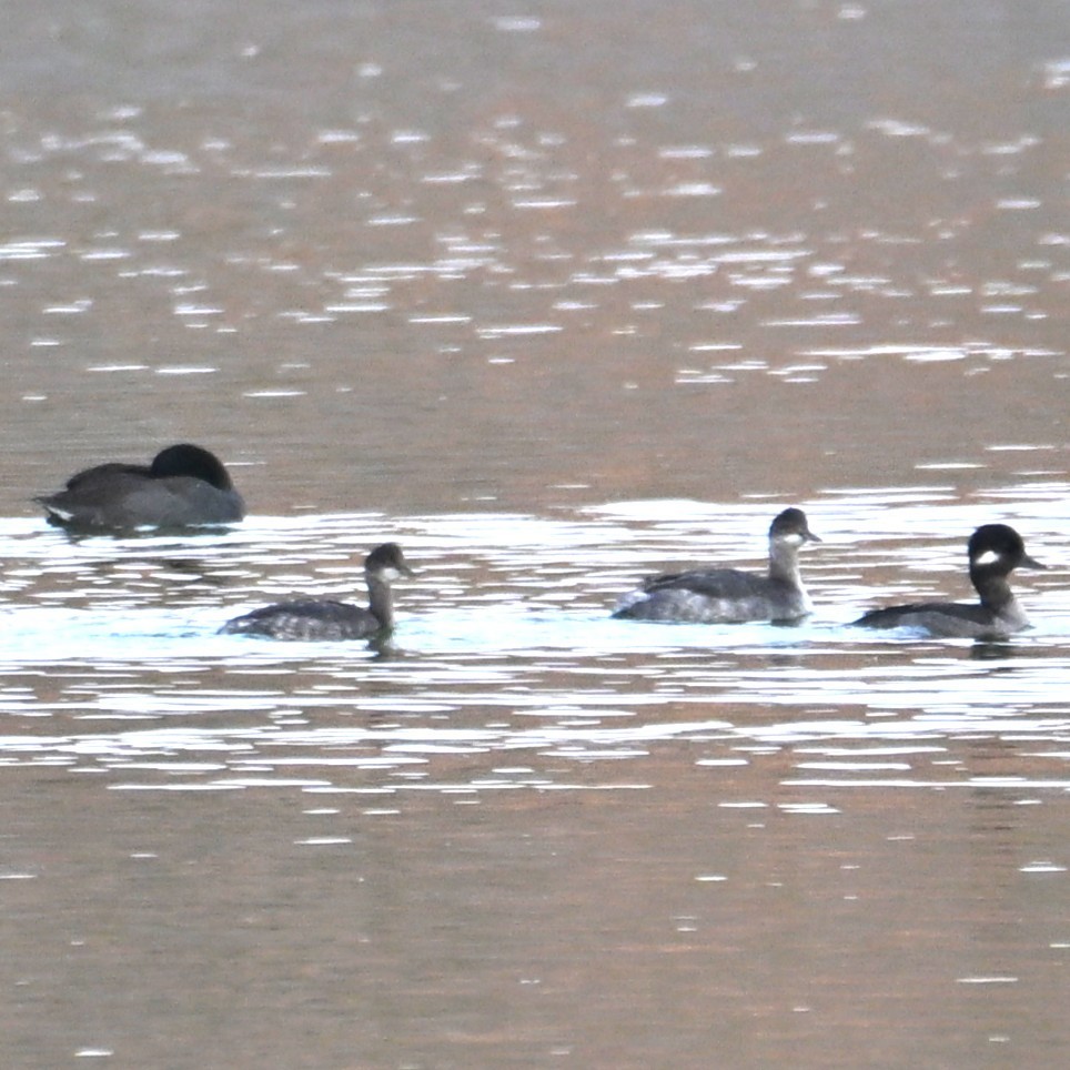 Eared Grebe - ML644005465