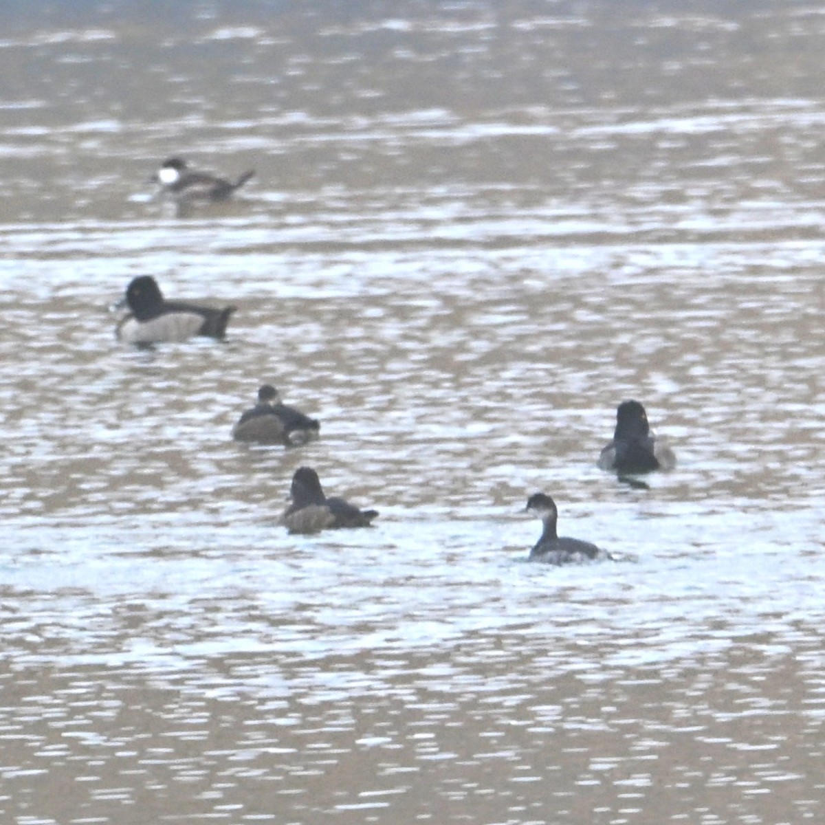 Eared Grebe - ML644005466