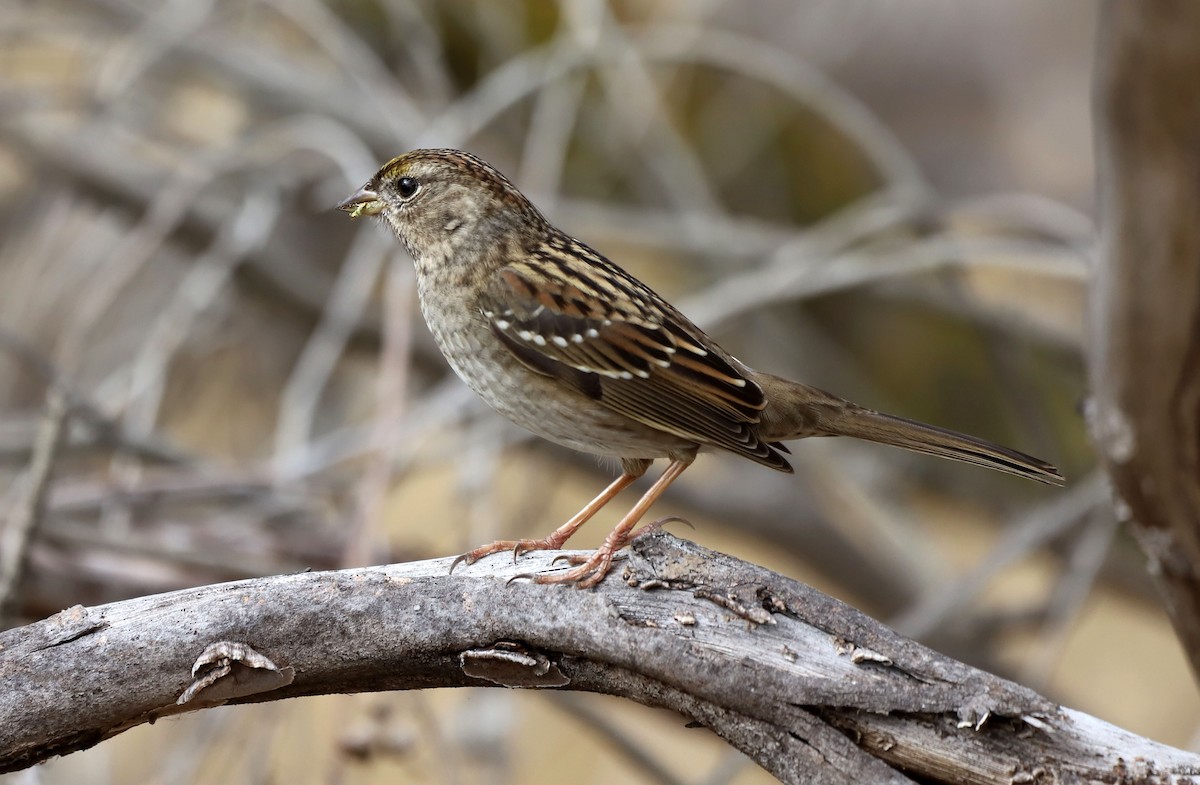 Golden-crowned Sparrow - ML644005469