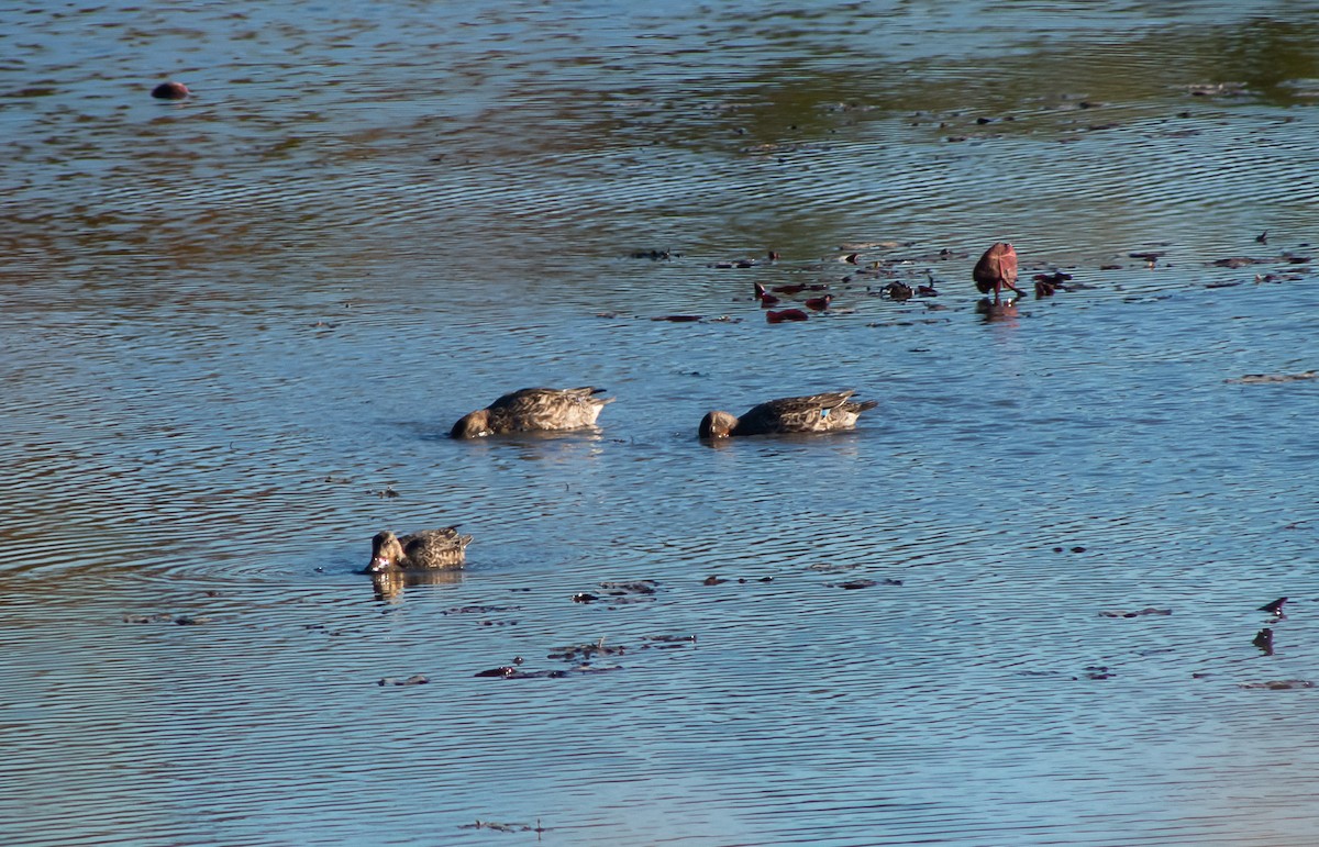 Green-winged Teal - ML644005472