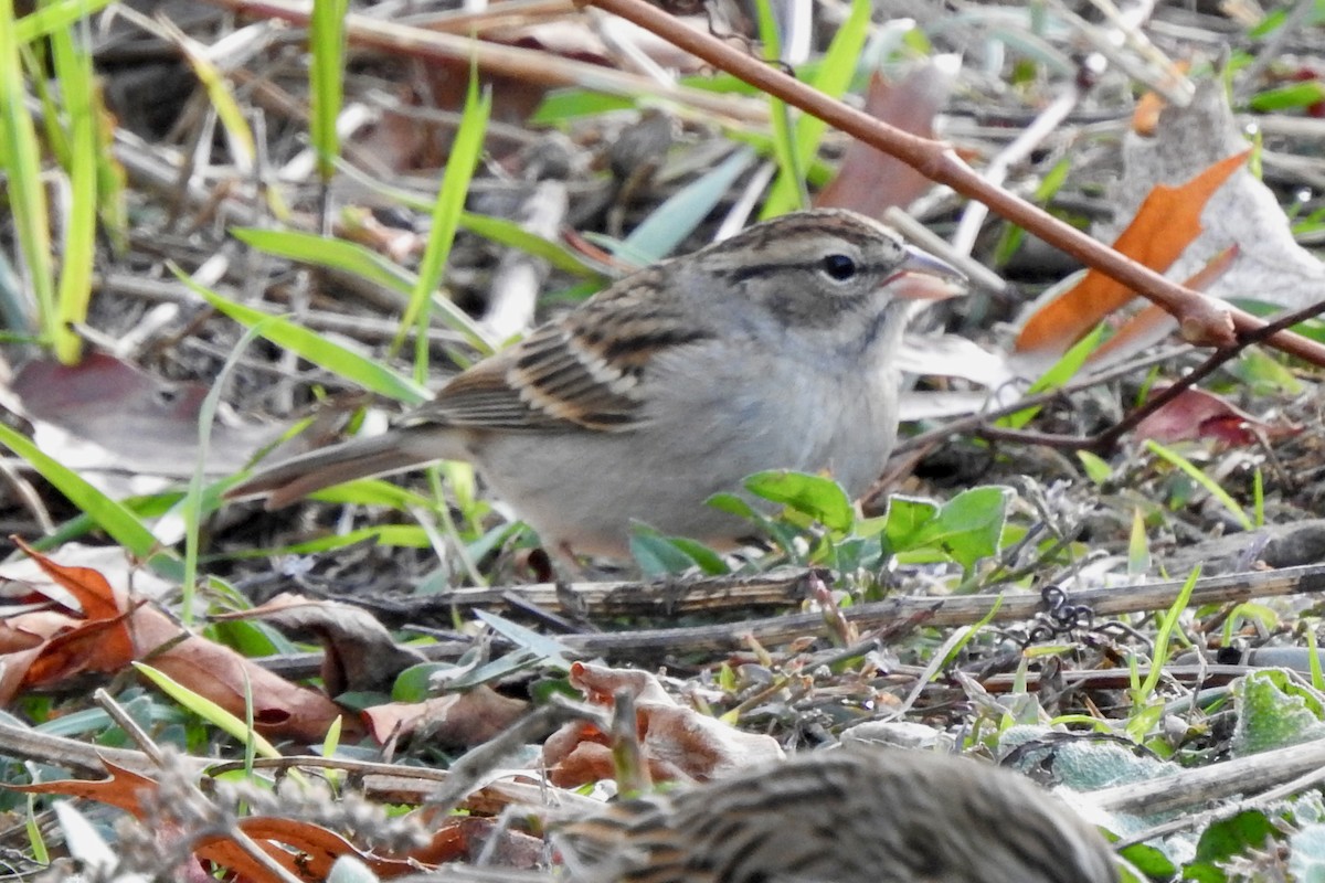 Chipping Sparrow - ML644005473