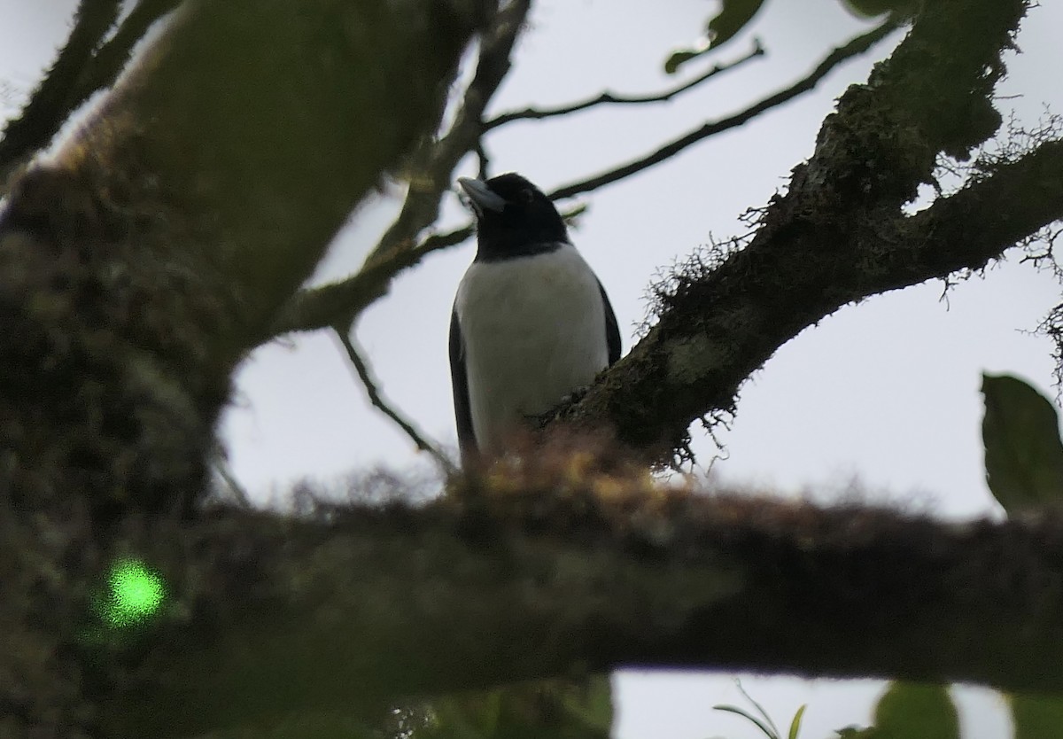 Madagascar Cuckooshrike - ML644005476