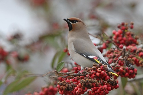 Bohemian Waxwing - ML644005477