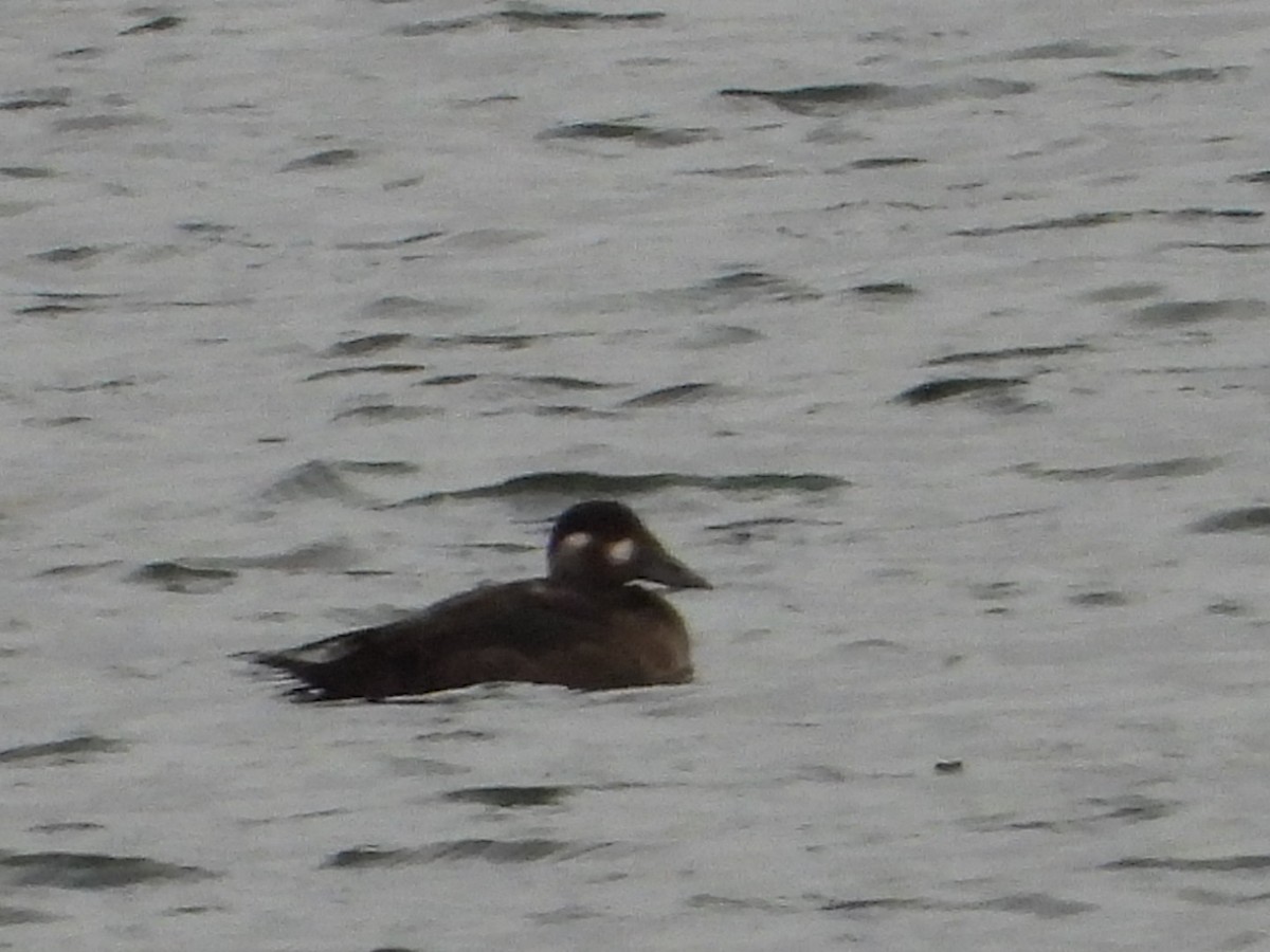 Surf Scoter - ML644005478