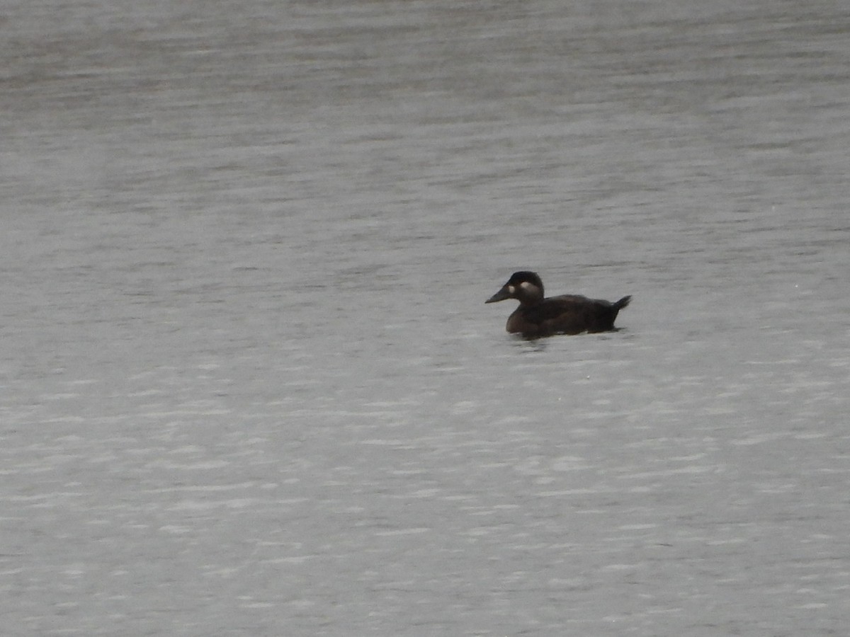 Surf Scoter - ML644005479