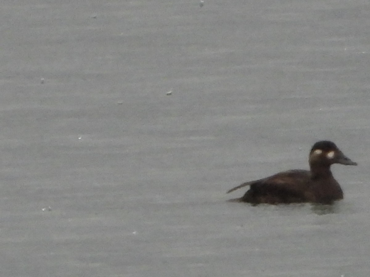 Surf Scoter - ML644005481