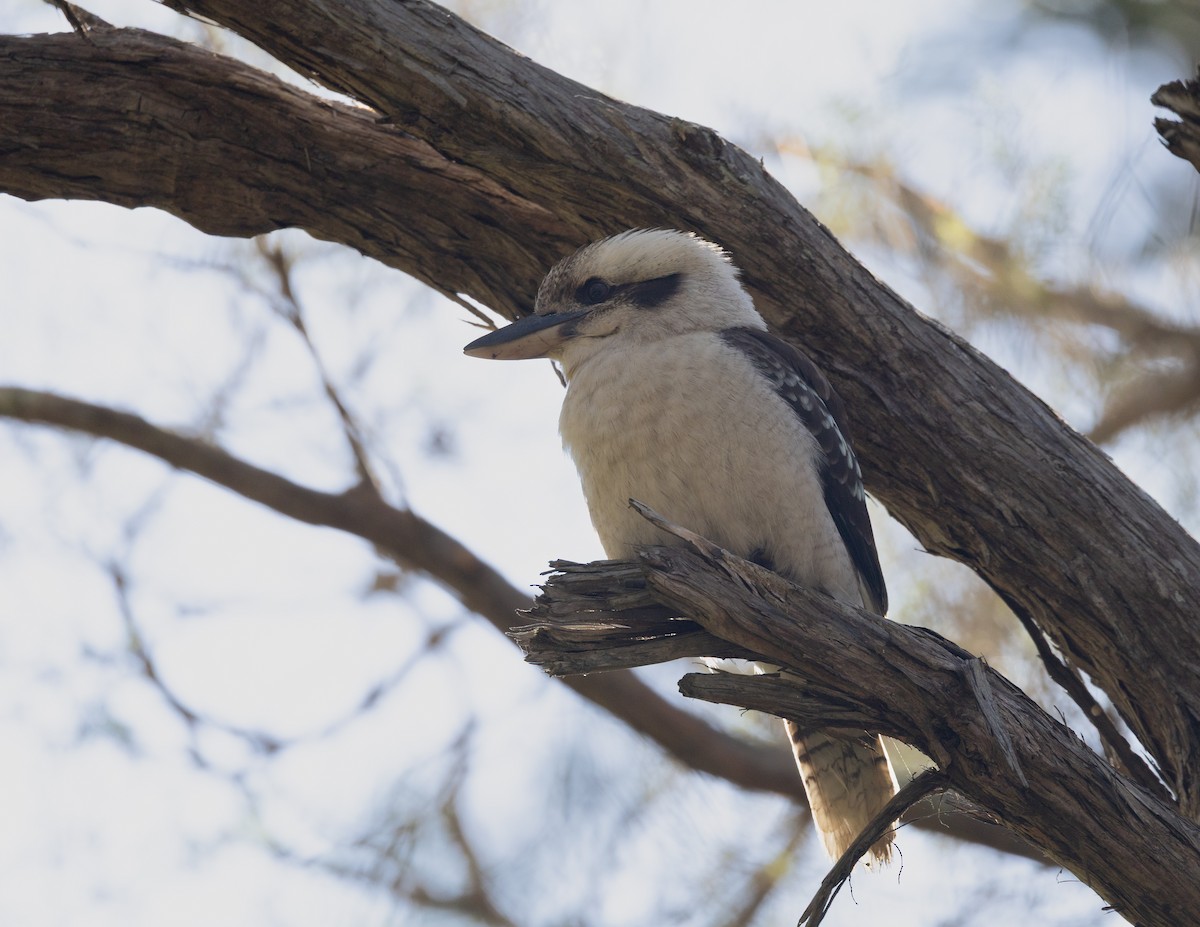Laughing Kookaburra - ML644005482