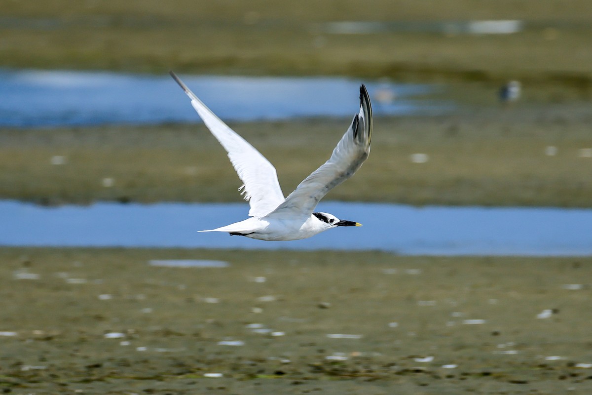 Sandwich Tern - ML644005483