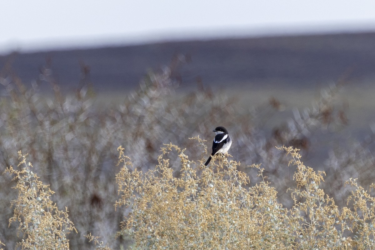 Southern Fiscal - ML644005485