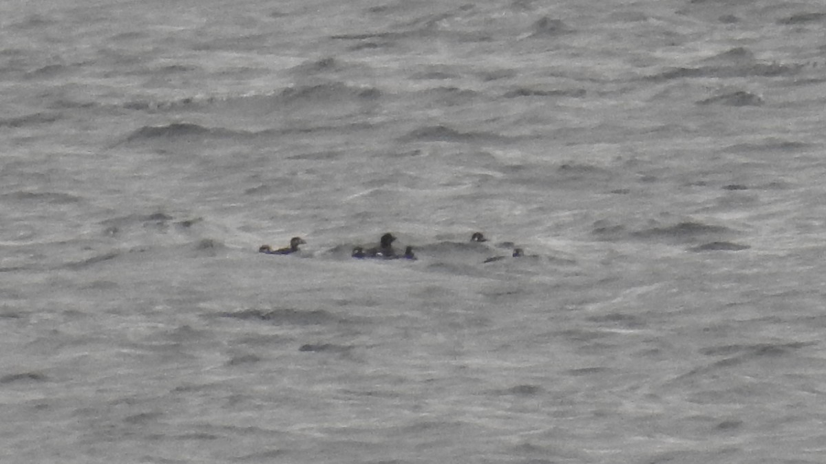 White-winged Scoter - ML644005490