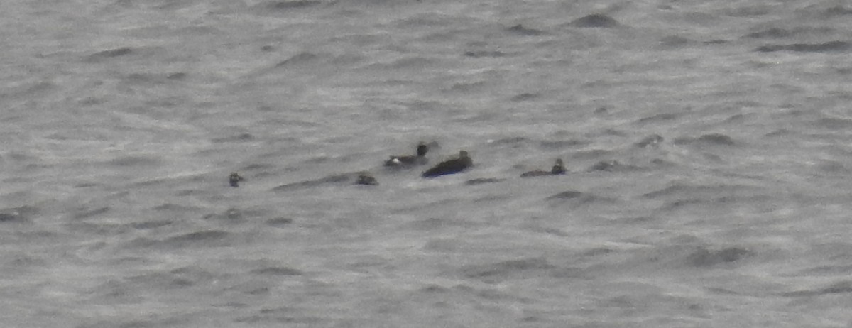 White-winged Scoter - ML644005491