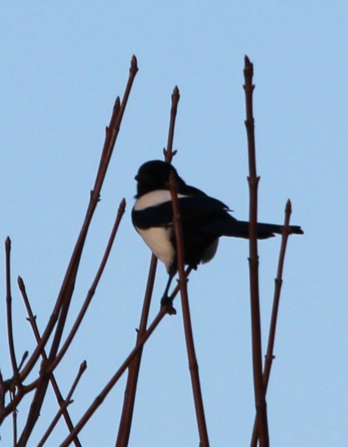 Eurasian Magpie - ML644005492
