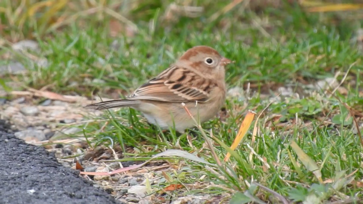 Field Sparrow - ML644005493