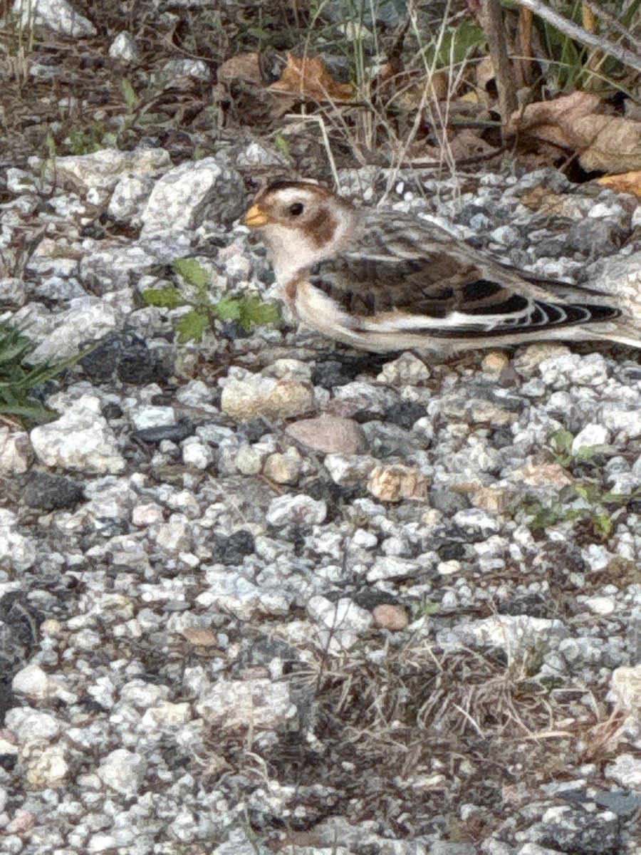 Snow Bunting - ML644005495