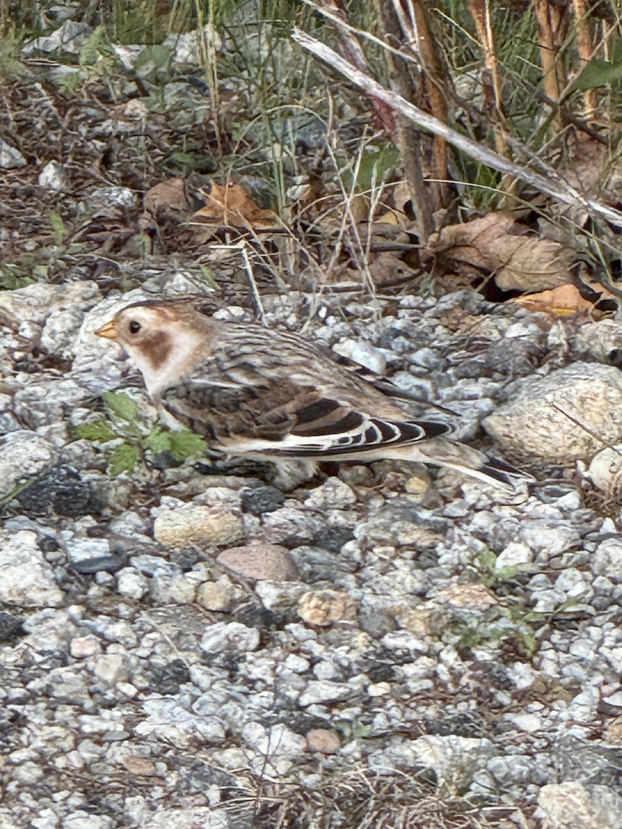 Snow Bunting - ML644005496