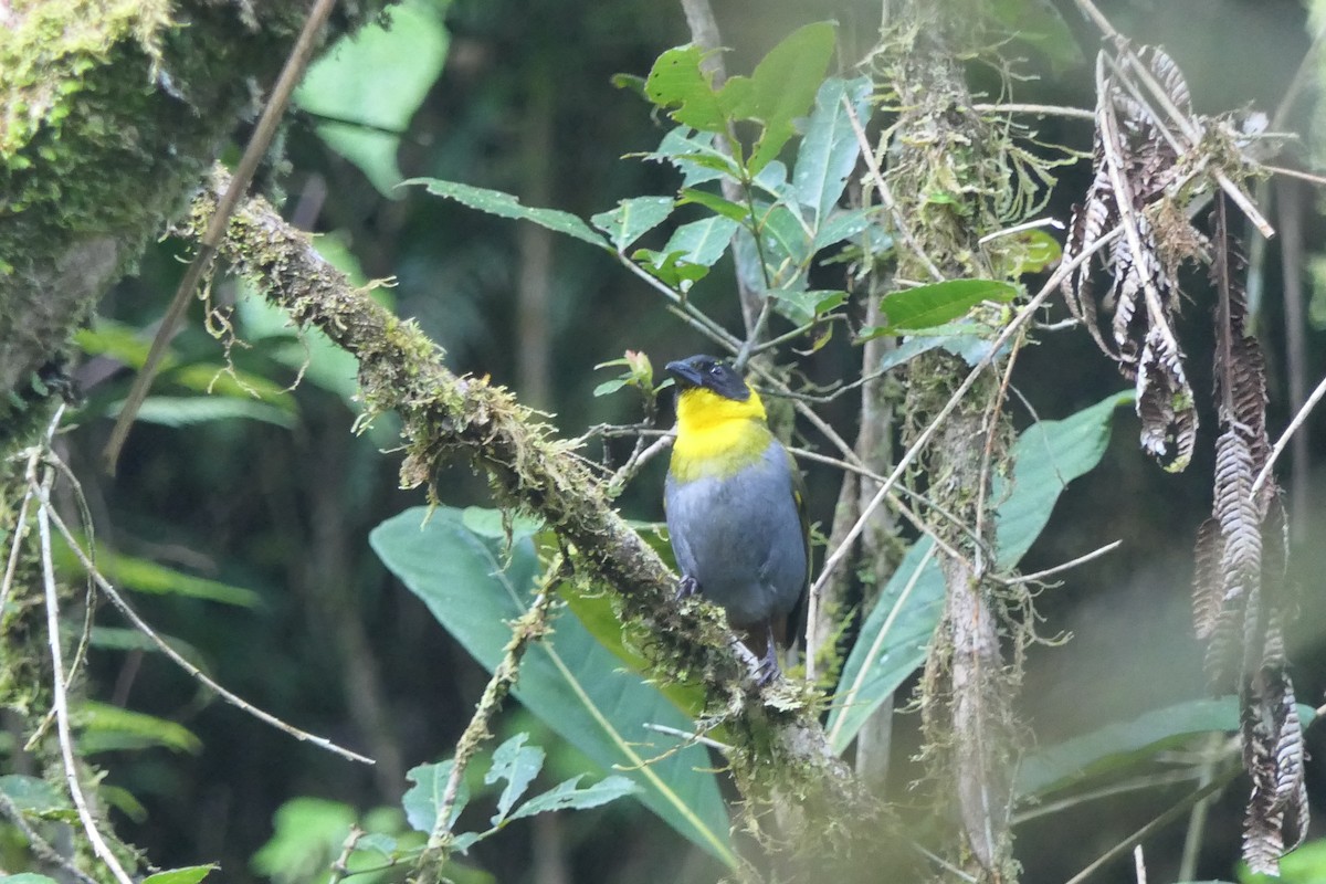 Nelikurvi Dokumacısı - ML644005501