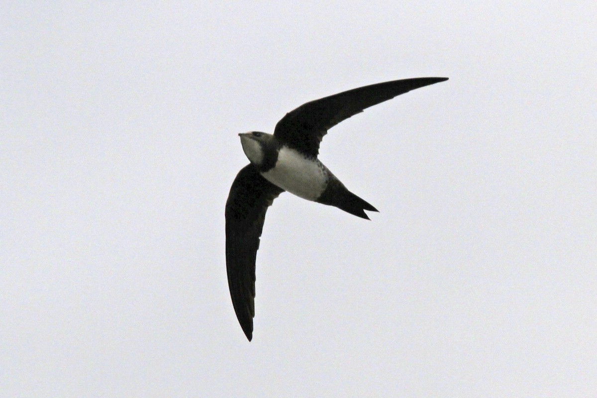 Alpine Swift - ML644005555
