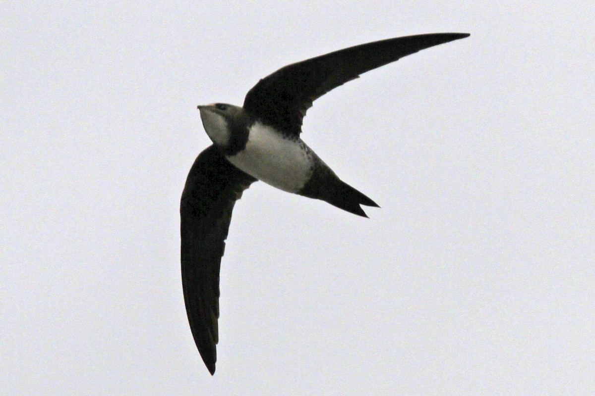 Alpine Swift - ML644005556