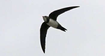 Alpine Swift - ML644005557