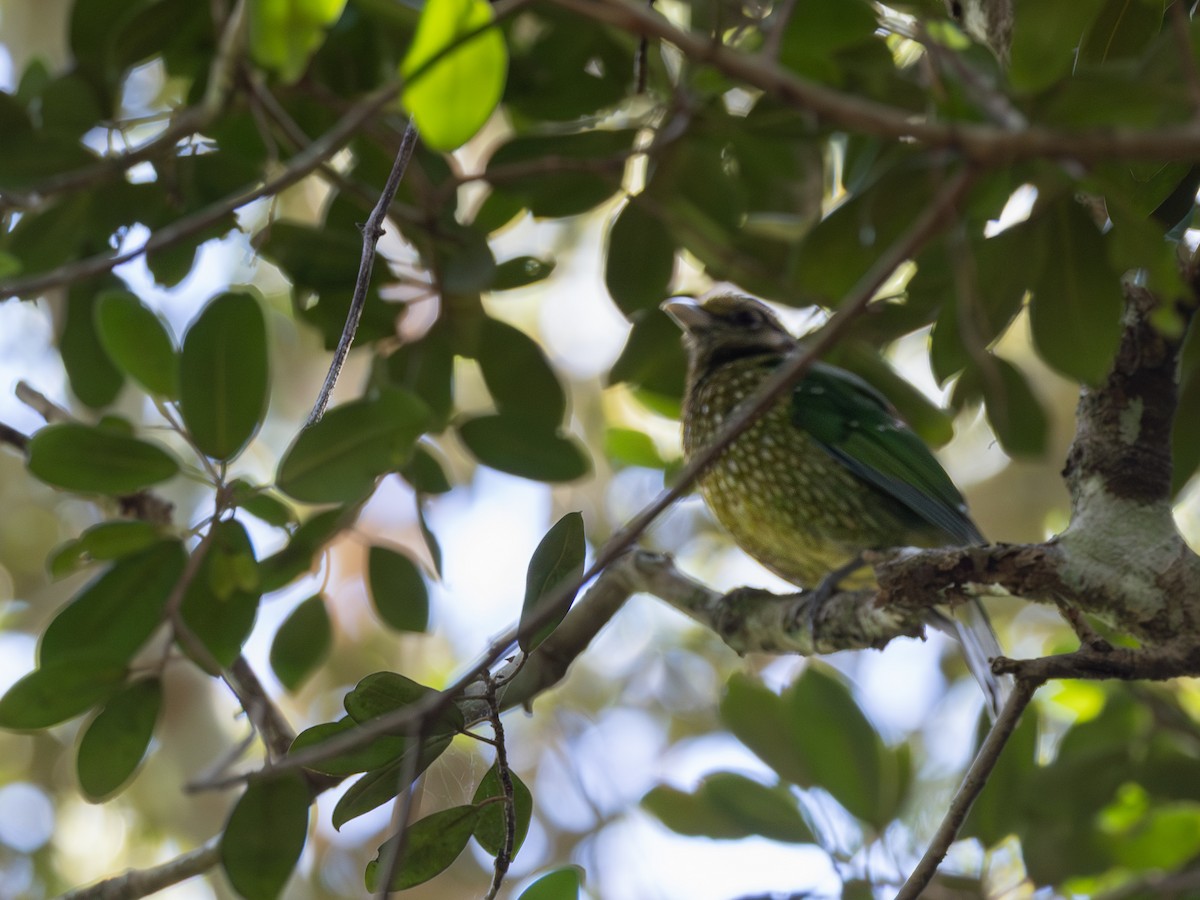 Green Catbird - ML644005594