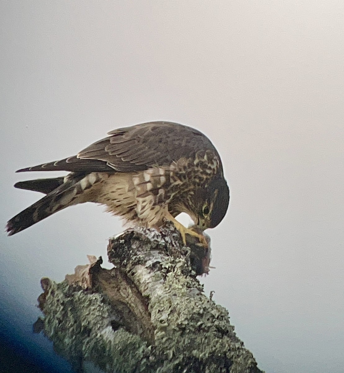 dřemlík tundrový - ML644005604