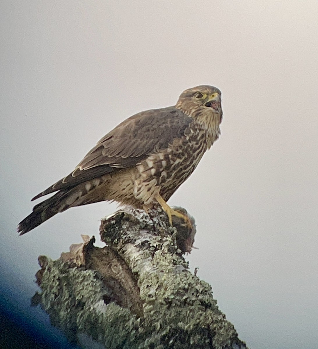 dřemlík tundrový - ML644005605