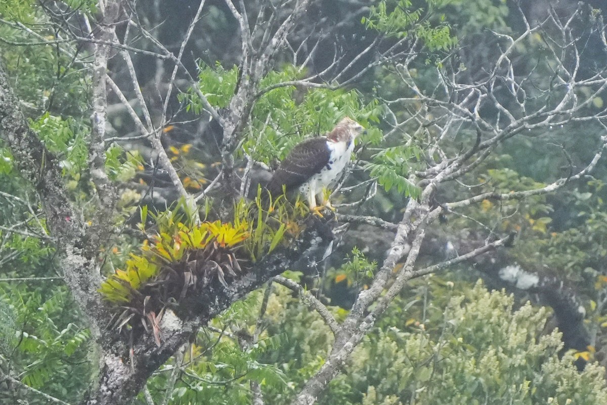 Ornate Hawk-Eagle - ML644005609