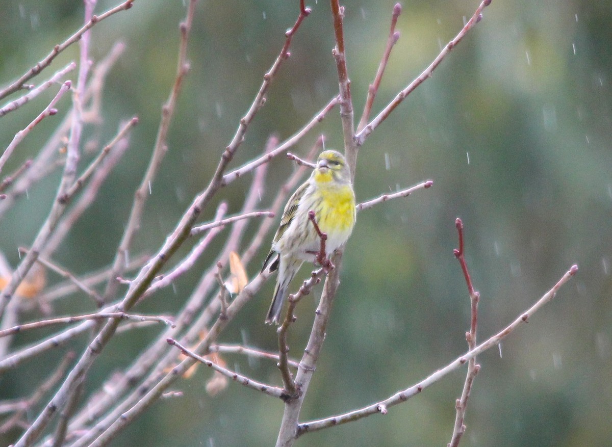 Serin cini - ML644005610