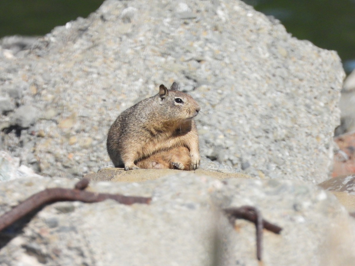 California Ground Squirrel - ML644005614