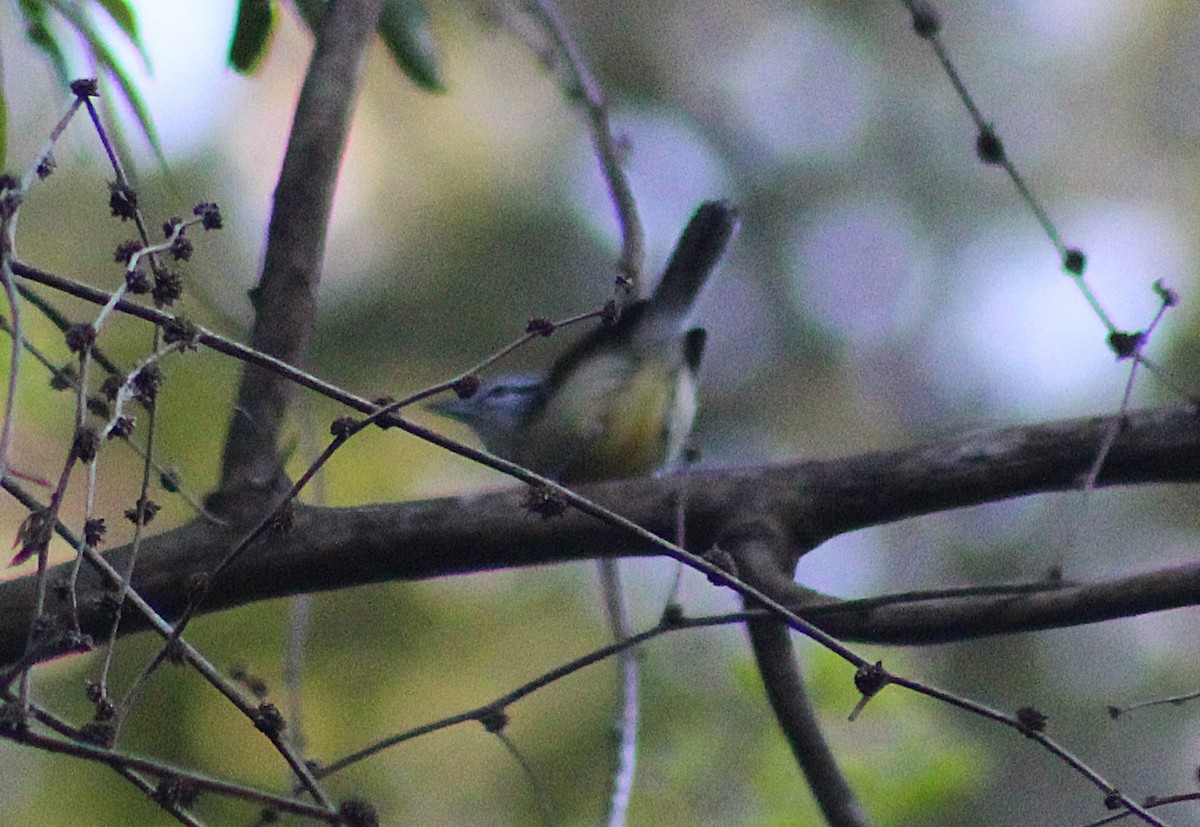 Rufous-margined Antwren - ML644005615