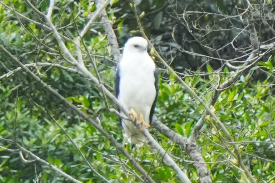 Mantled Hawk - ML644005616