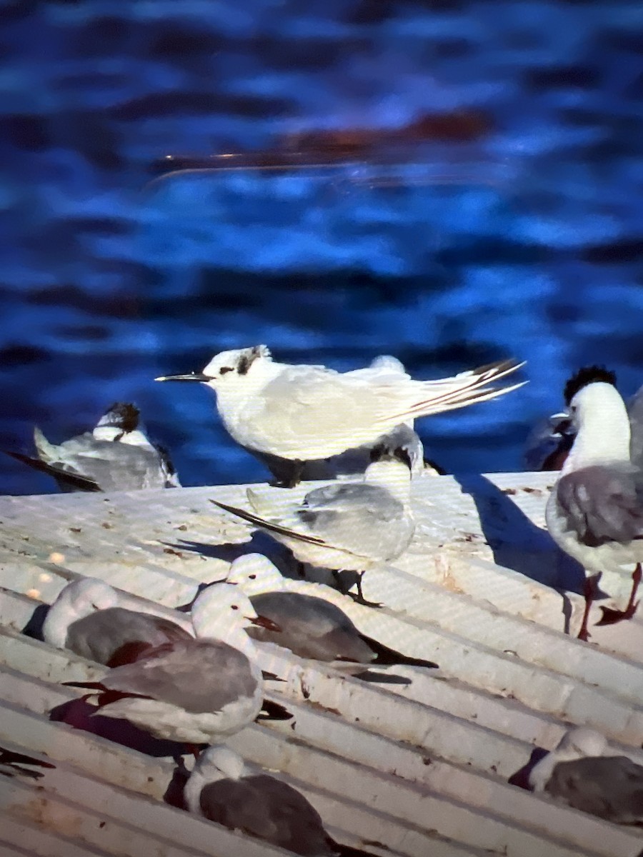 Sandwich Tern (Eurasian) - ML644005625