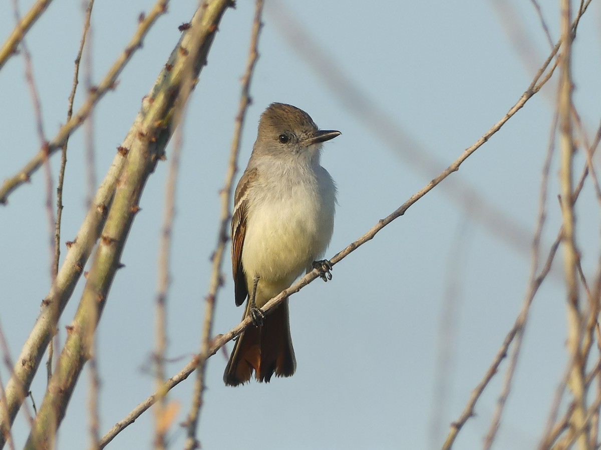 Ash-throated Flycatcher - ML644005627