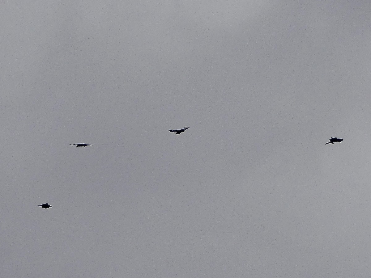 Common Raven - ML644005641